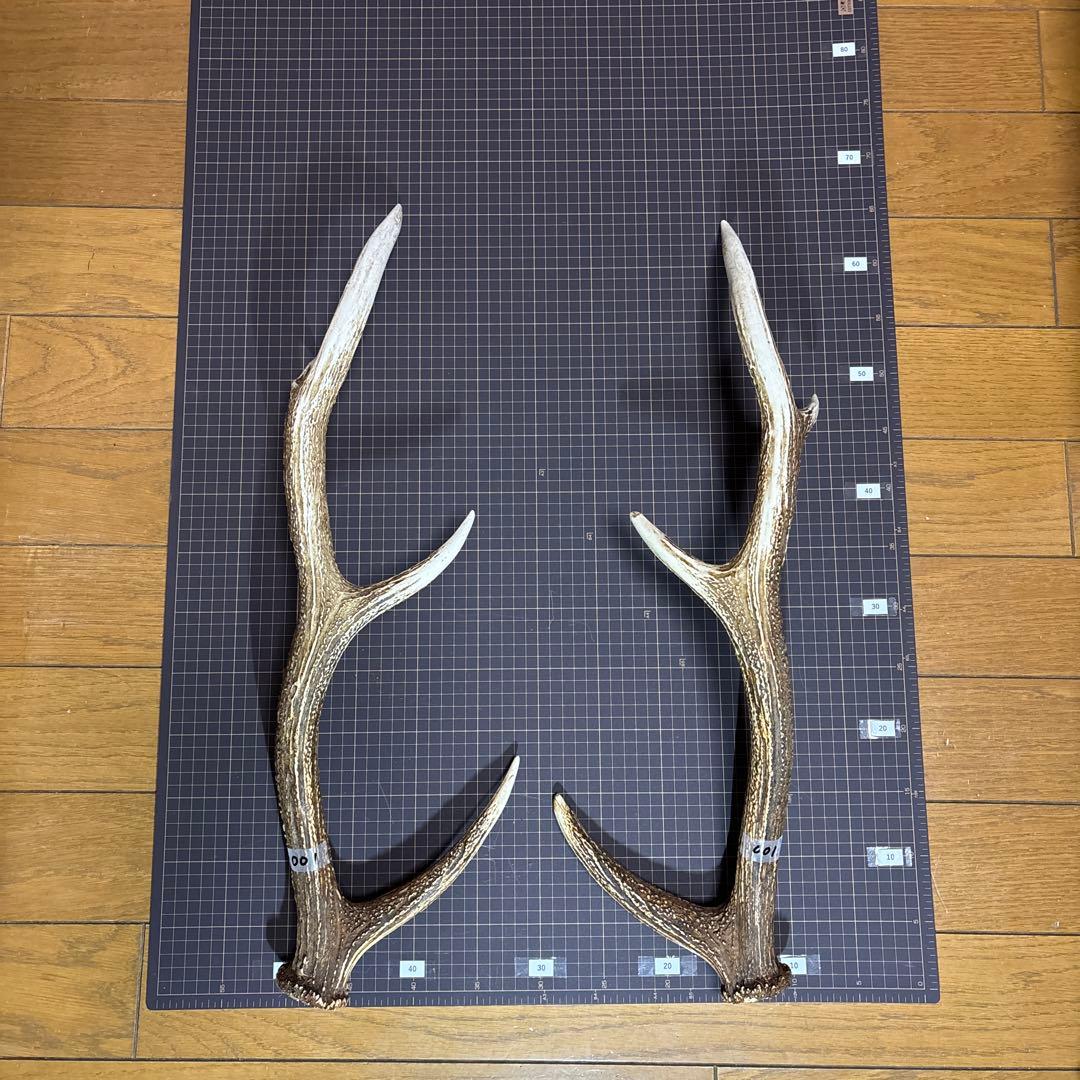 北海道 蝦夷鹿 角 2対（4本）セット