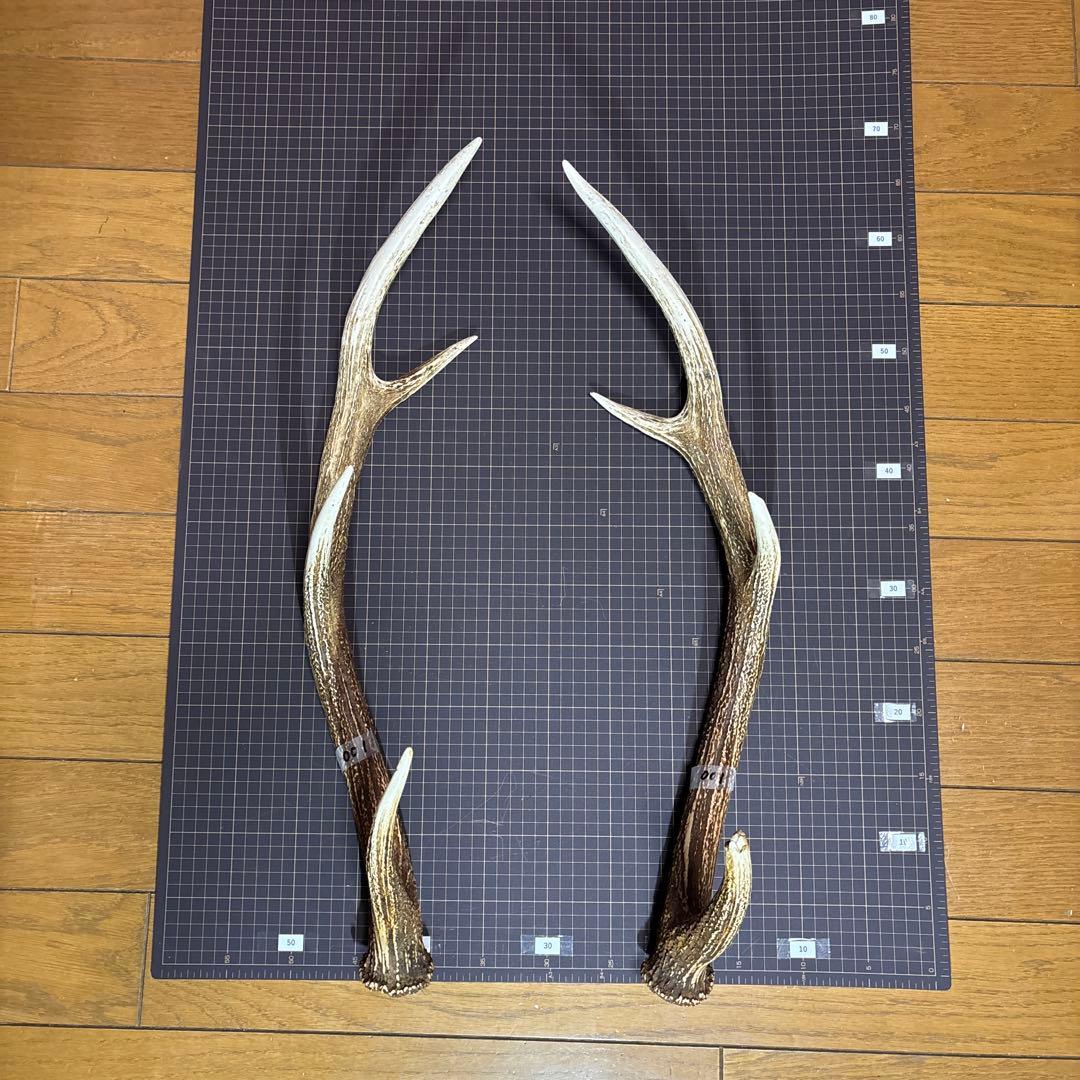 北海道 蝦夷鹿 角 2対（4本）セット