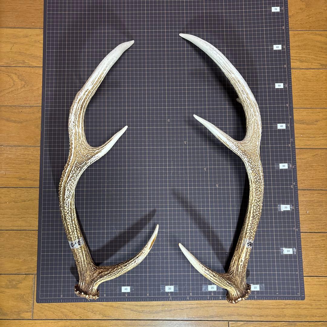 北海道 蝦夷鹿 角 2対（4本）セット