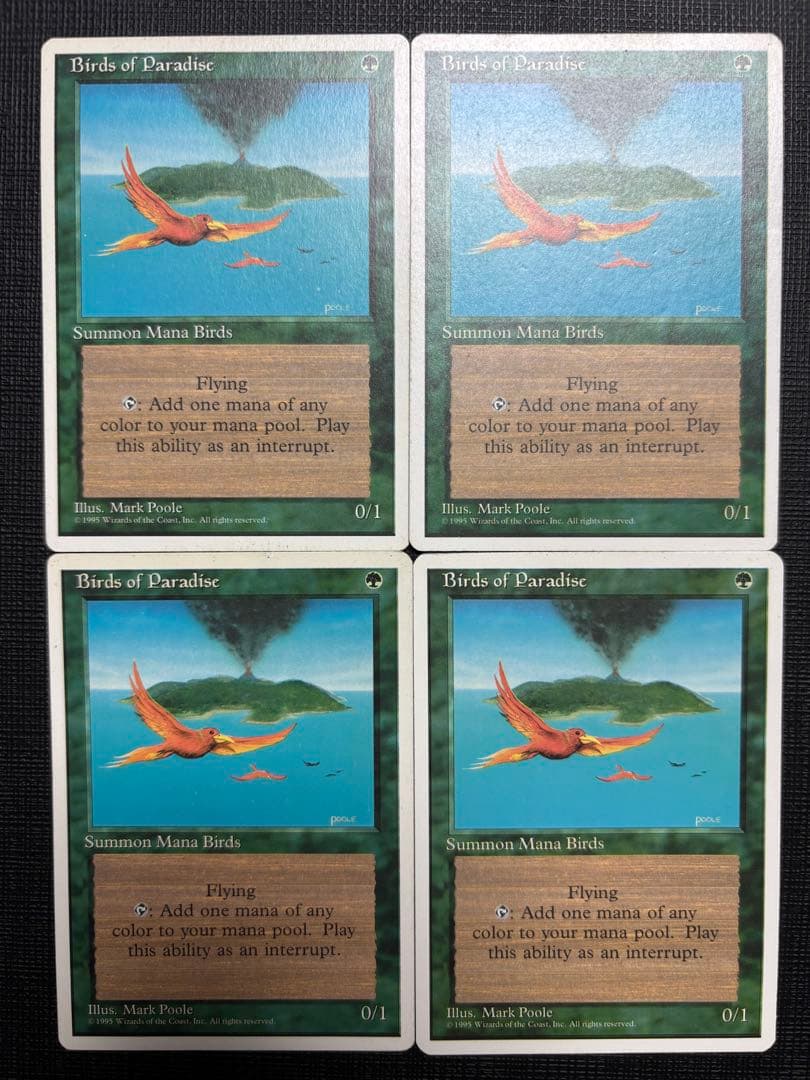 極楽鳥/Birds of Paradise
