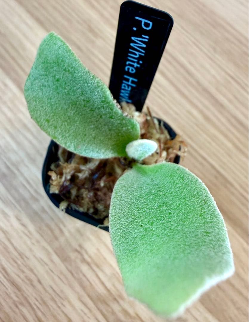 ビカクシダ　セット　マダガスカリエンセ　リドレイ　メラメラなど