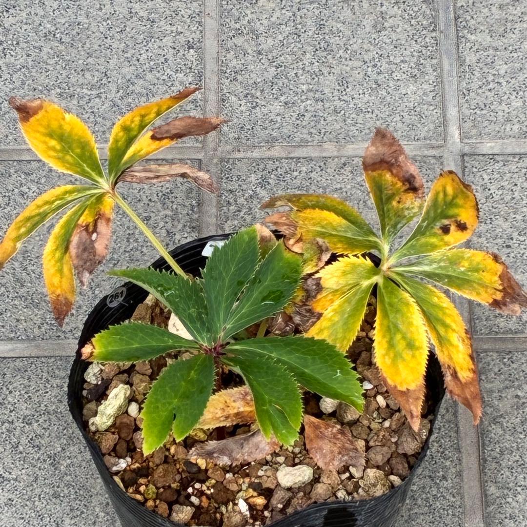 t*o様 ❤️根パンパン❤️沢山新芽❤️261 ⭐️超レア⭐️超小輪⭐️芳香⭐️