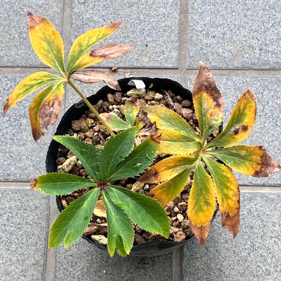 t*o様 ❤️根パンパン❤️沢山新芽❤️261 ⭐️超レア⭐️超小輪⭐️芳香⭐️
