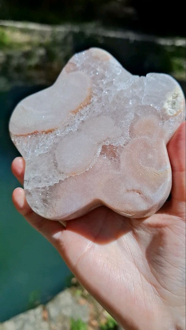 ピンクアメジストフラワー【開花】