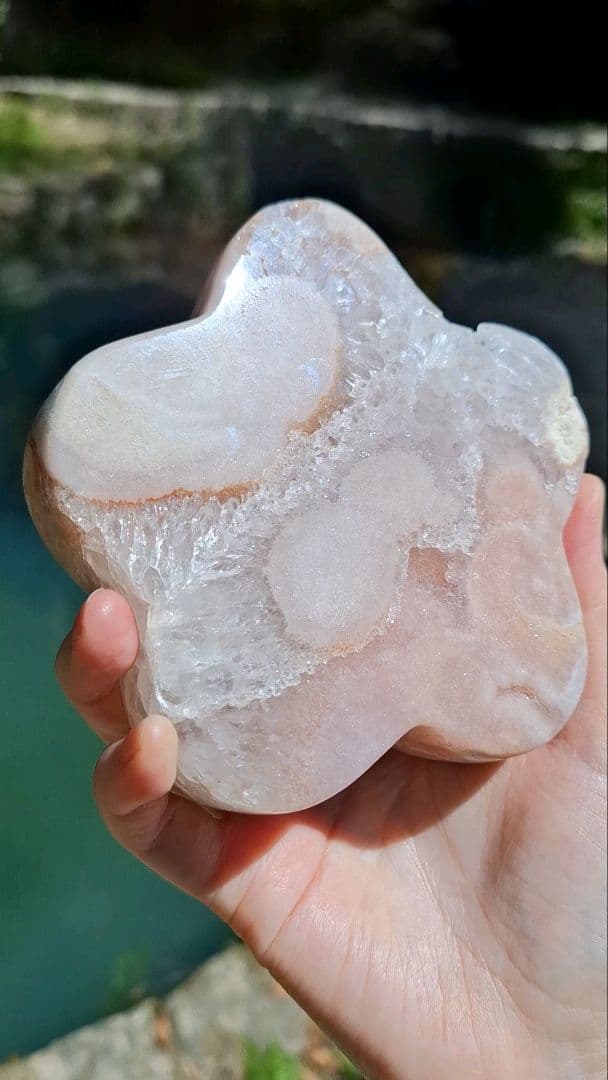 ピンクアメジストフラワー【開花】