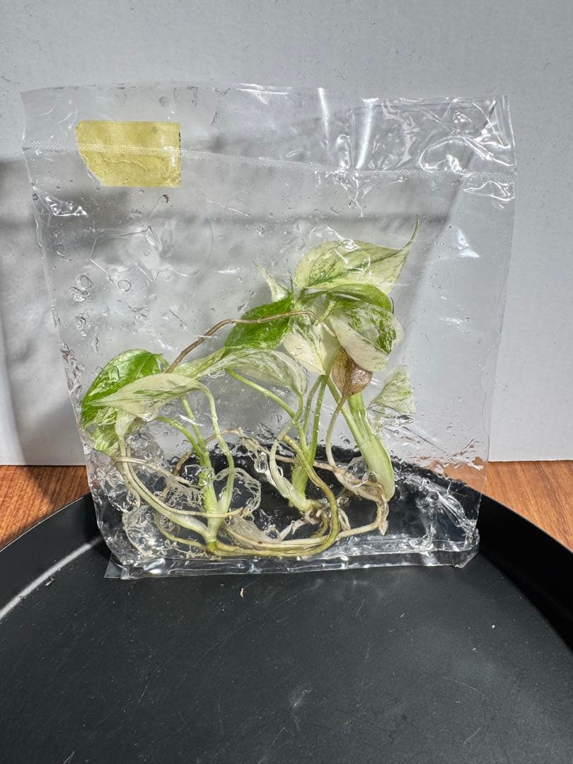 モンステラ デリシオーサ フルミントTC 3株入り 1