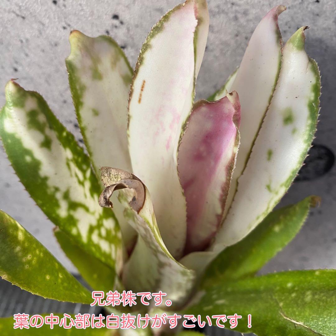 レア！タンクブロメリア　ビルベルギア『White Moon Tiger』 2番