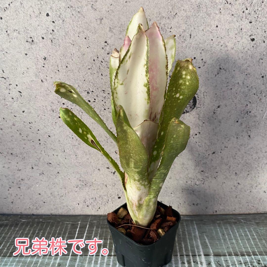 レア！タンクブロメリア　ビルベルギア『White Moon Tiger』 2番