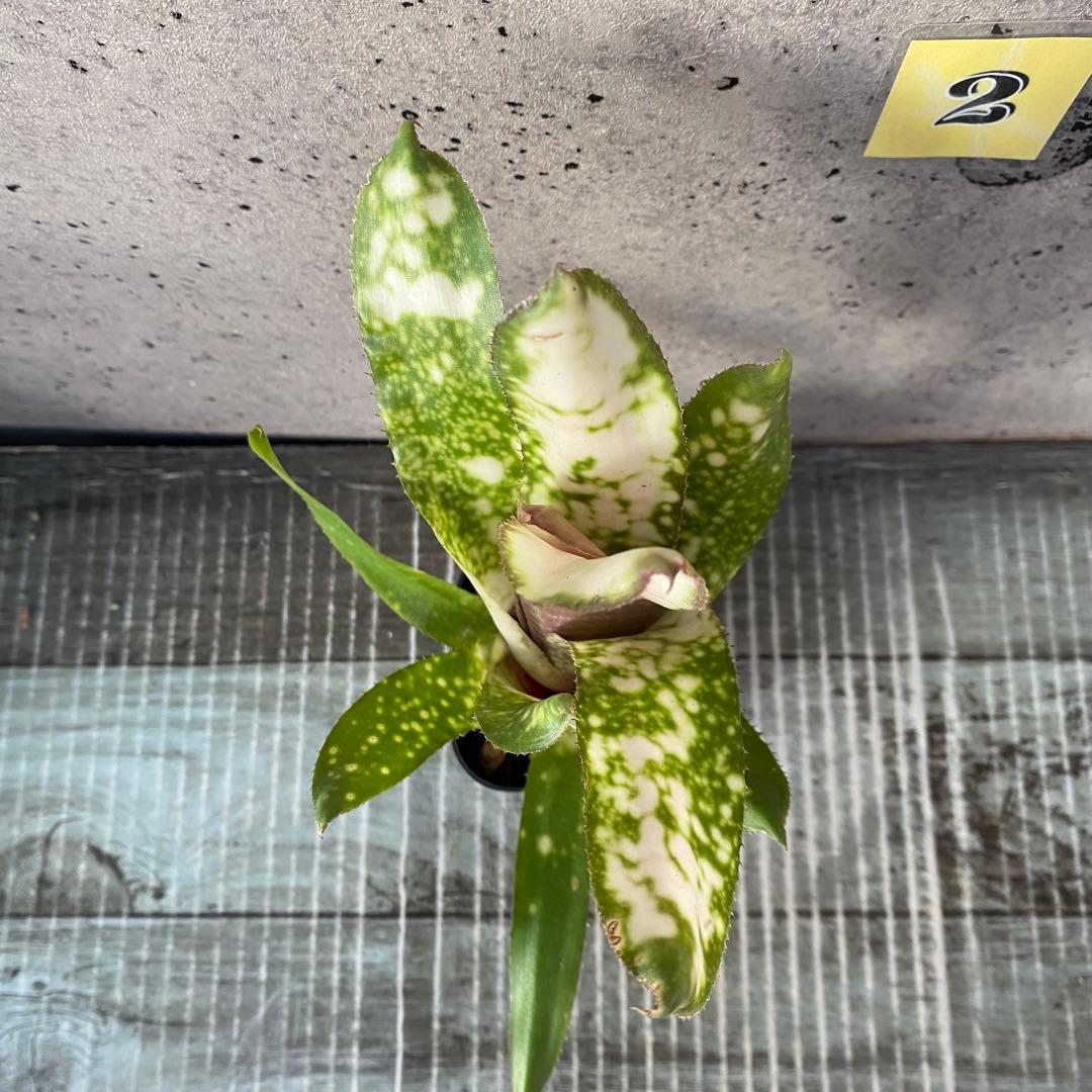 レア！タンクブロメリア　ビルベルギア『White Moon Tiger』 2番