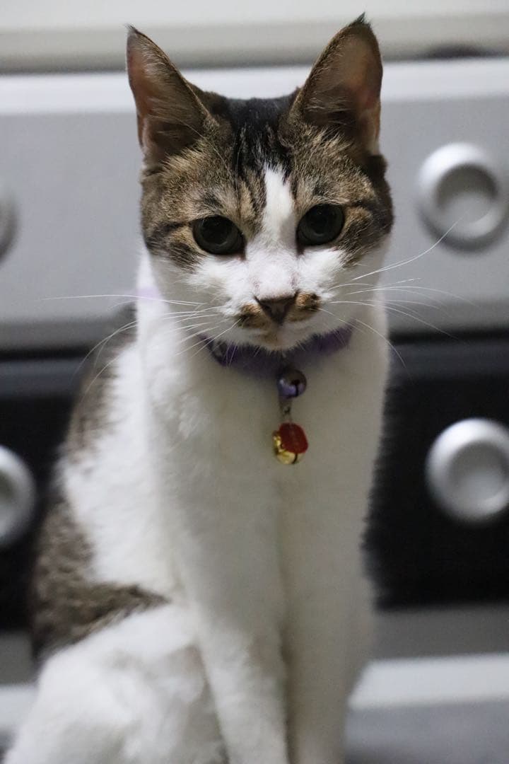 割引中‼️ Canon EF 24-105mm f/3.5-5.6 IS STM