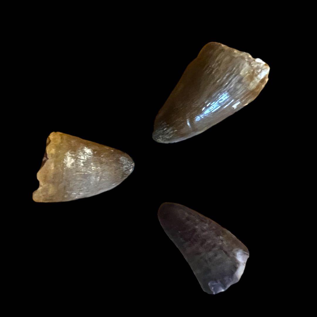 モロッコ産ワニの化石歯 - 本物の先史時代の標本