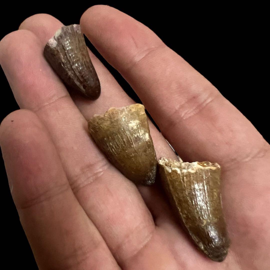 モロッコ産ワニの化石歯 - 本物の先史時代の標本