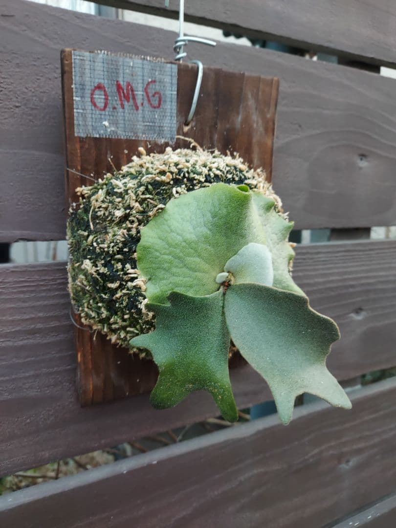 willinckii dwarf OMG　胞子培養　ビカクシダ　コウモリラン