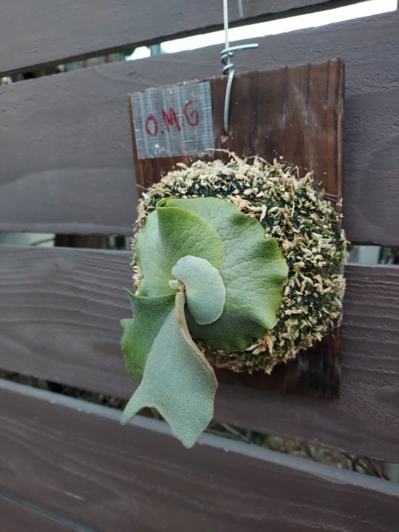 willinckii dwarf OMG　胞子培養　ビカクシダ　コウモリラン