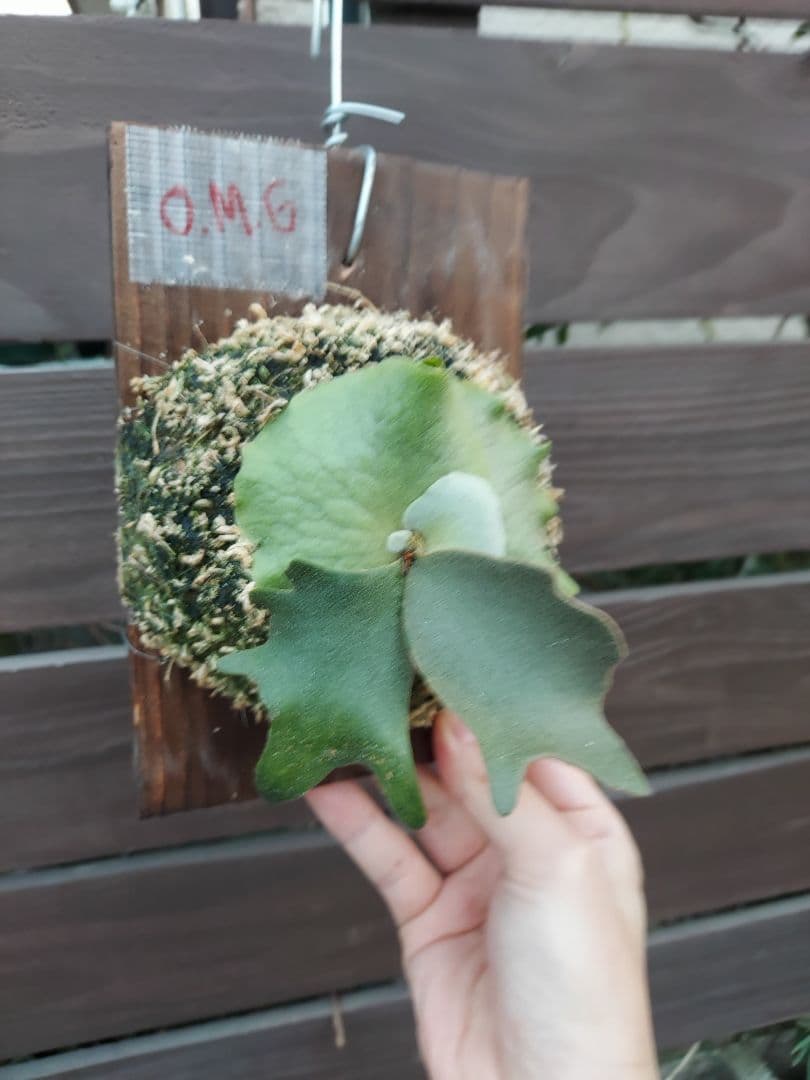 willinckii dwarf OMG　胞子培養　ビカクシダ　コウモリラン
