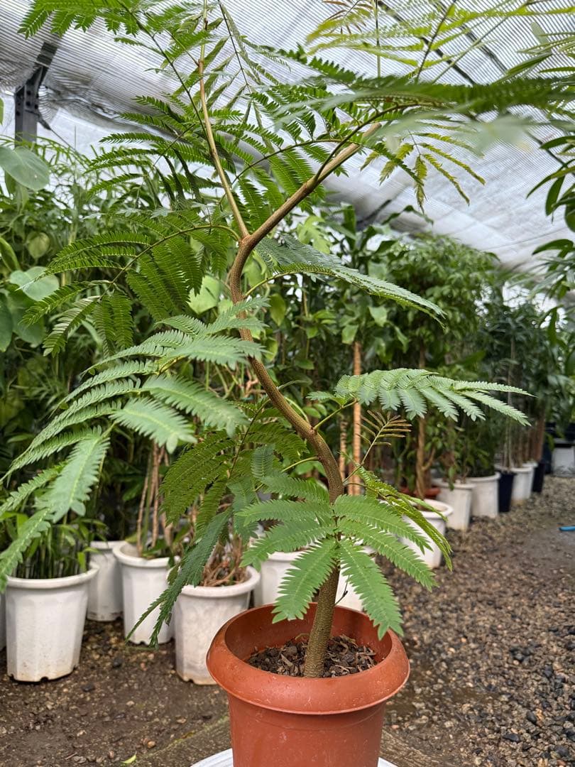 【特級品】エバーフレッシュ 曲がり 6号鉢サイズ 特大極上苗 葉付き多め