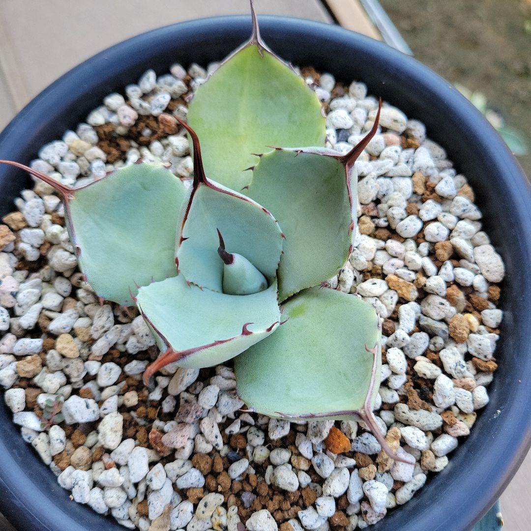 アガベ　パリートランカータ、コロラータハイブリッド　レオ、那智の輝き　セット