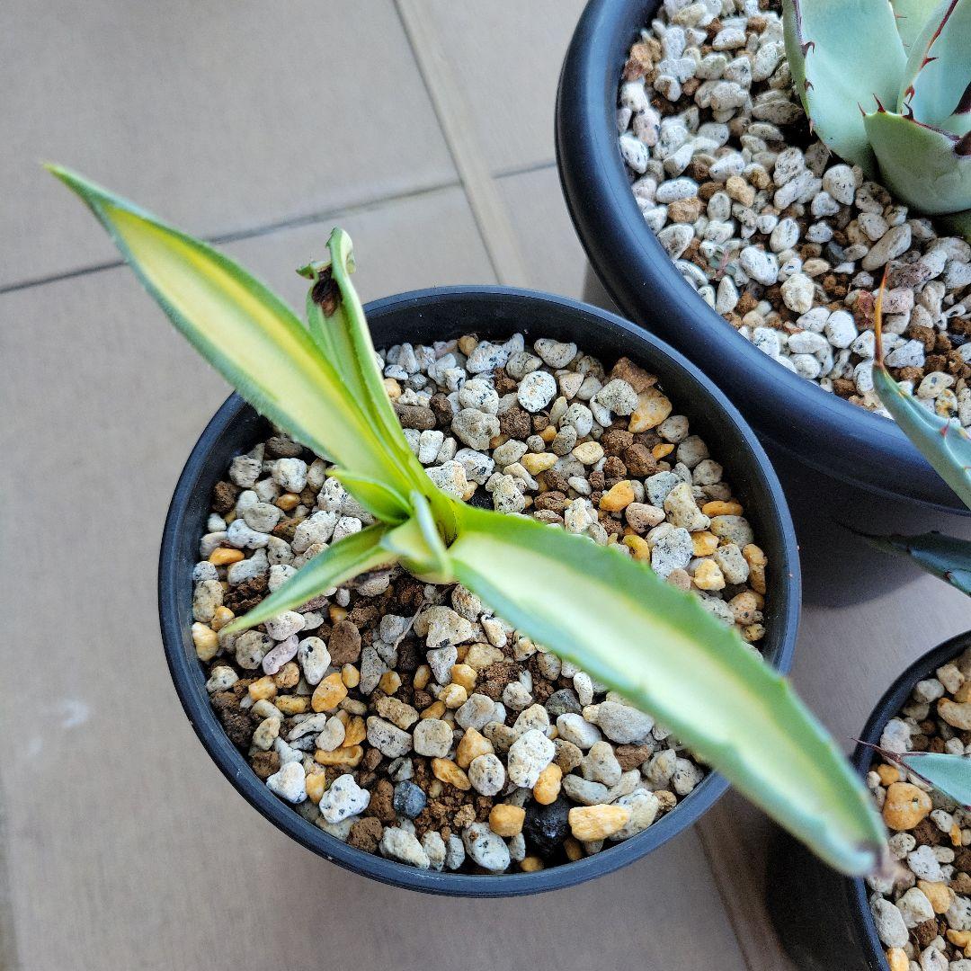 アガベ　パリートランカータ、コロラータハイブリッド　レオ、那智の輝き　セット