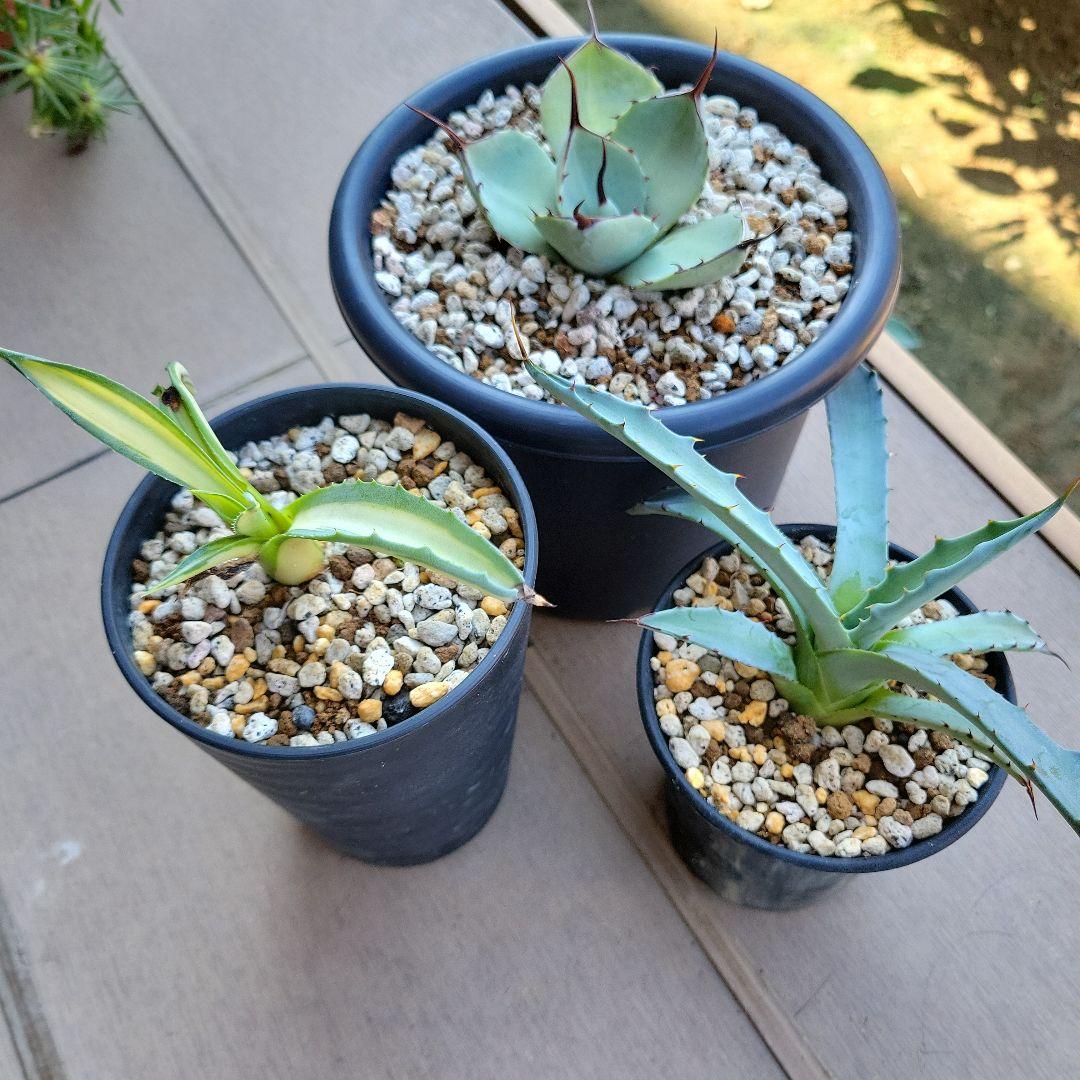 アガベ　パリートランカータ、コロラータハイブリッド　レオ、那智の輝き　セット