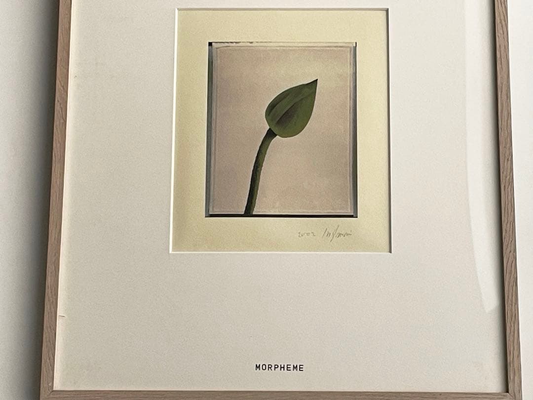 画家　作者不明　MORPHEME 2002 アート　額入　蕾　ボタニカルアート