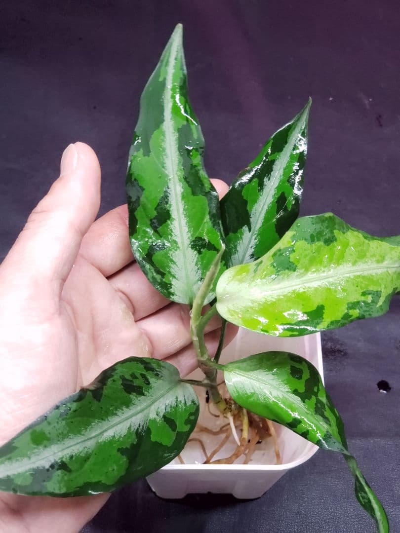 【Weed】Aglaonema pictum