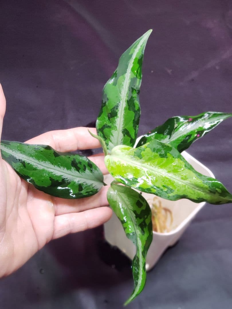 【Weed】Aglaonema pictum