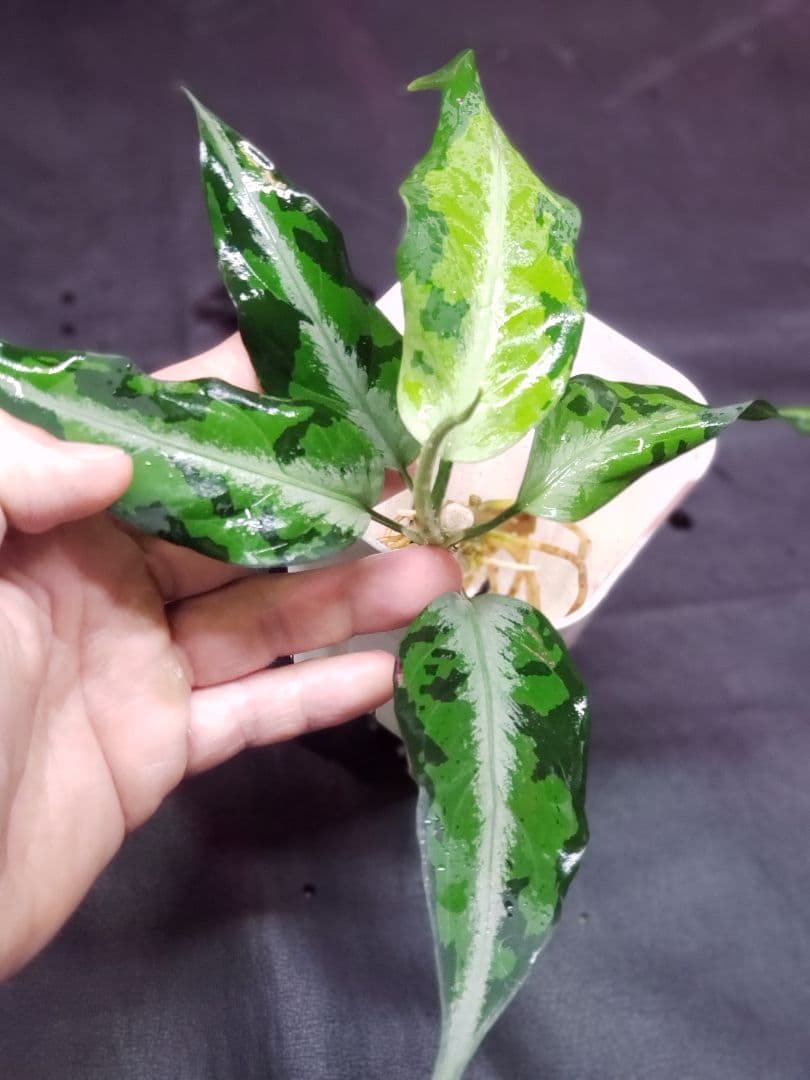 【Weed】Aglaonema pictum