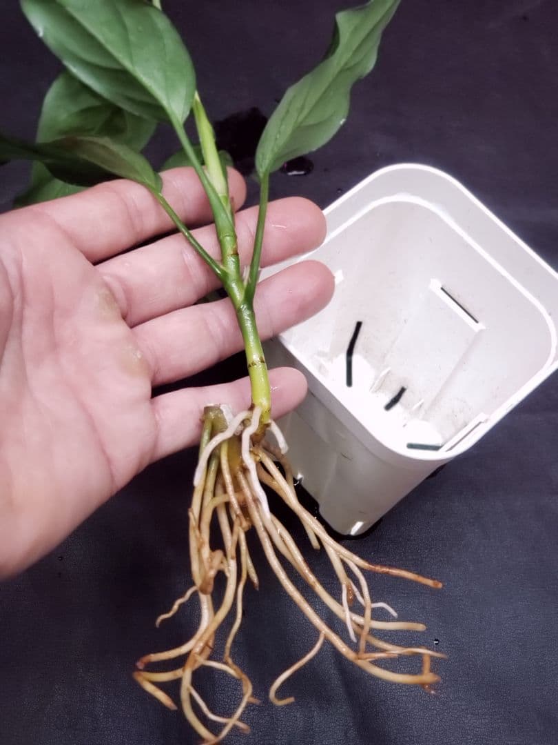 【Weed】Aglaonema pictum