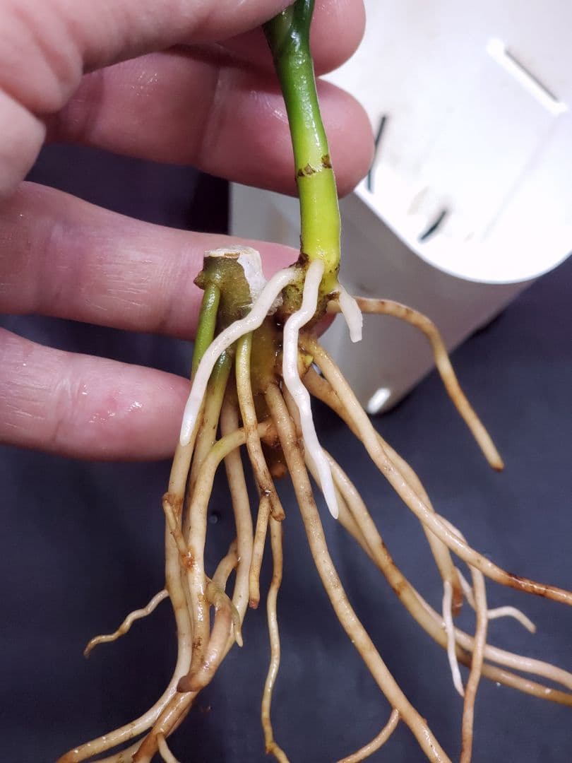 【Weed】Aglaonema pictum