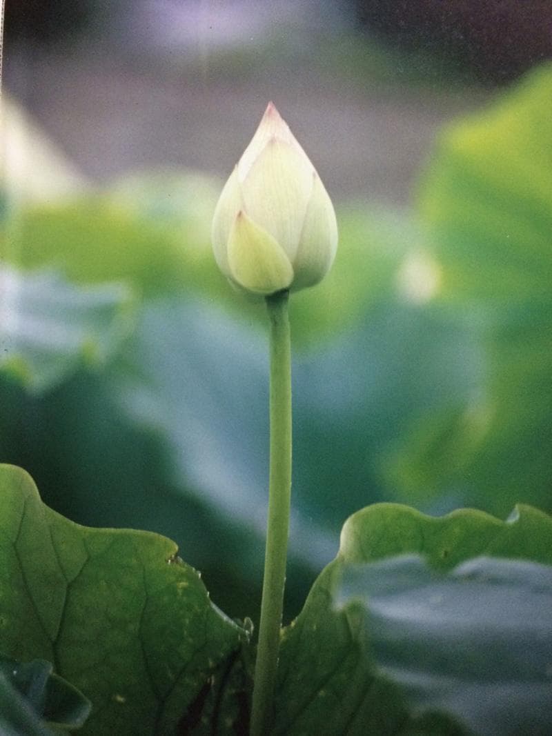 凛 / 睡蓮 　撮影者：村山ヒデカズ 　オリジナルプリント！ 17/3_4