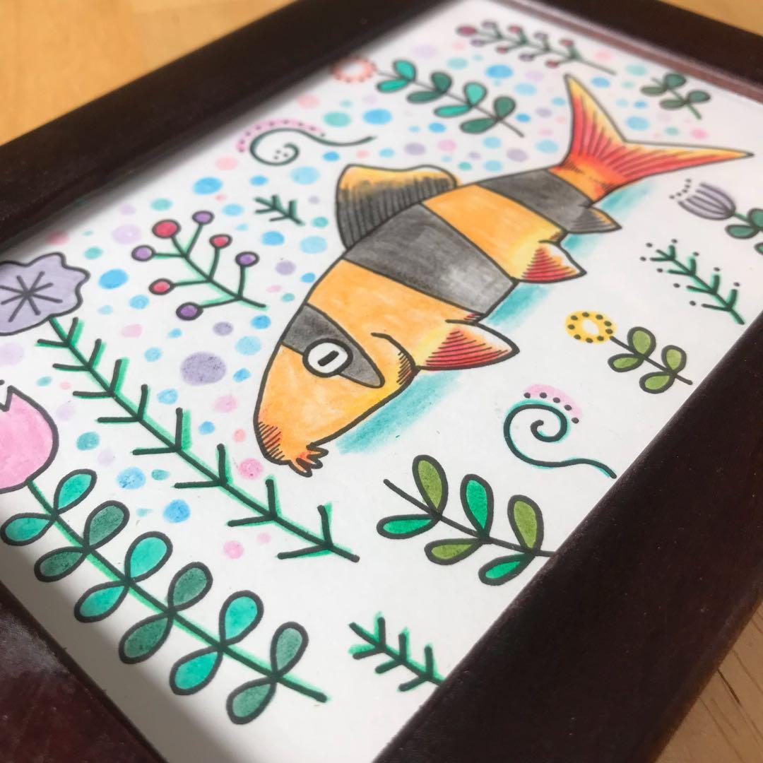 クラウンローチ イラスト (ハガキサイズ)