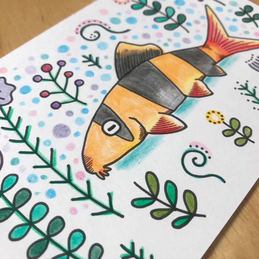 クラウンローチ イラスト (ハガキサイズ)