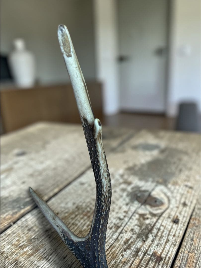 ニホンジカ 落角 49cm 大型 鹿角 天然素材