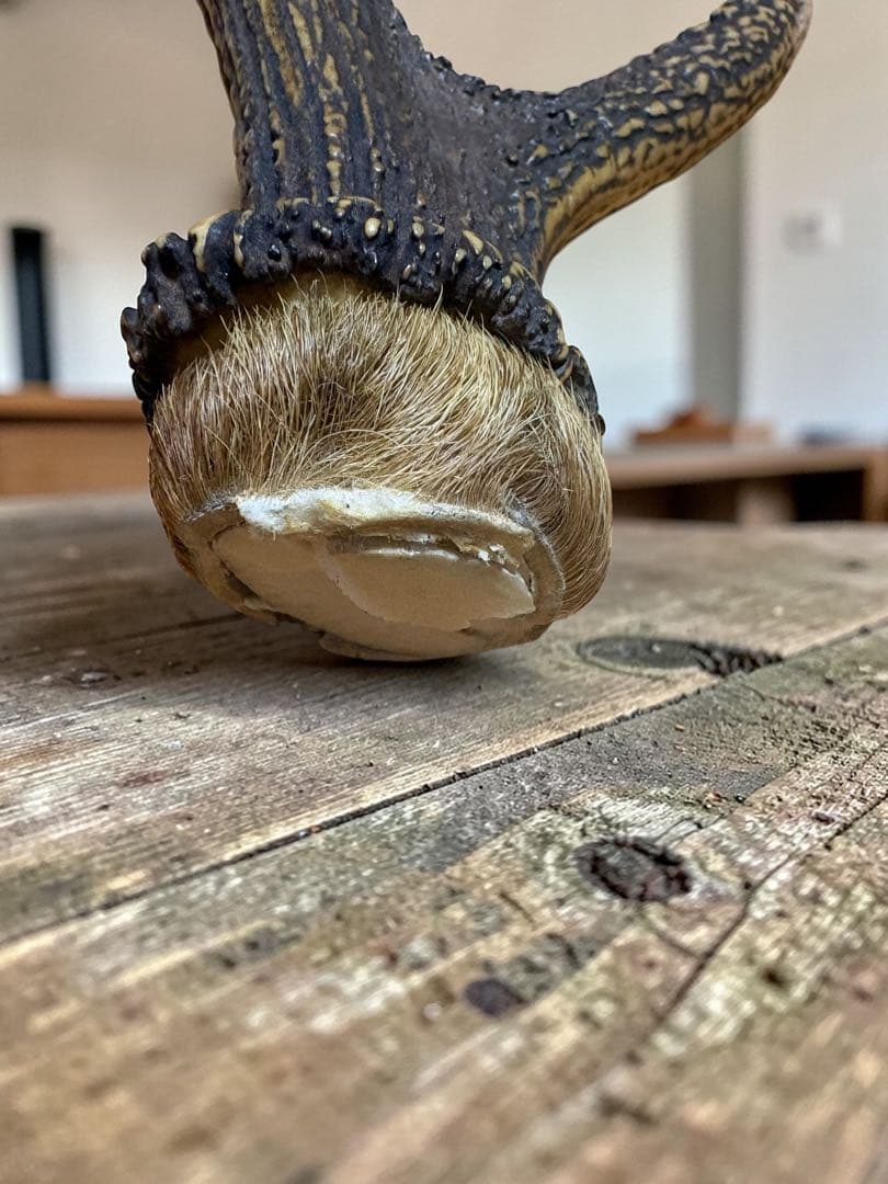 ニホンジカ 落角 49cm 大型 鹿角 天然素材