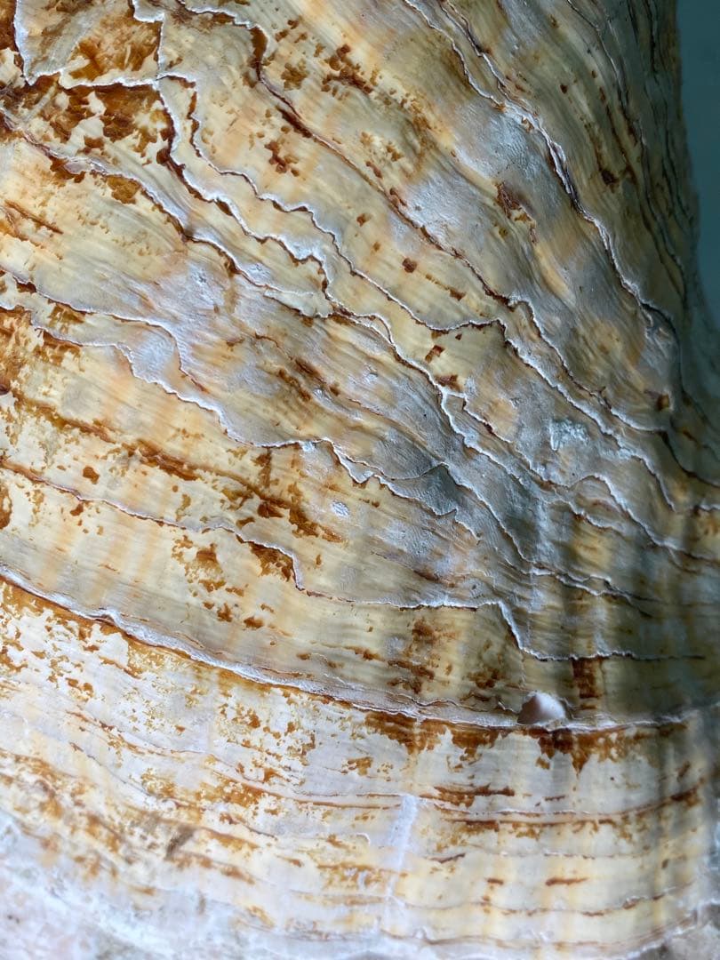 1427❣️ 特大法螺貝　ホラガイ　ダイオウイトマキボラ貝