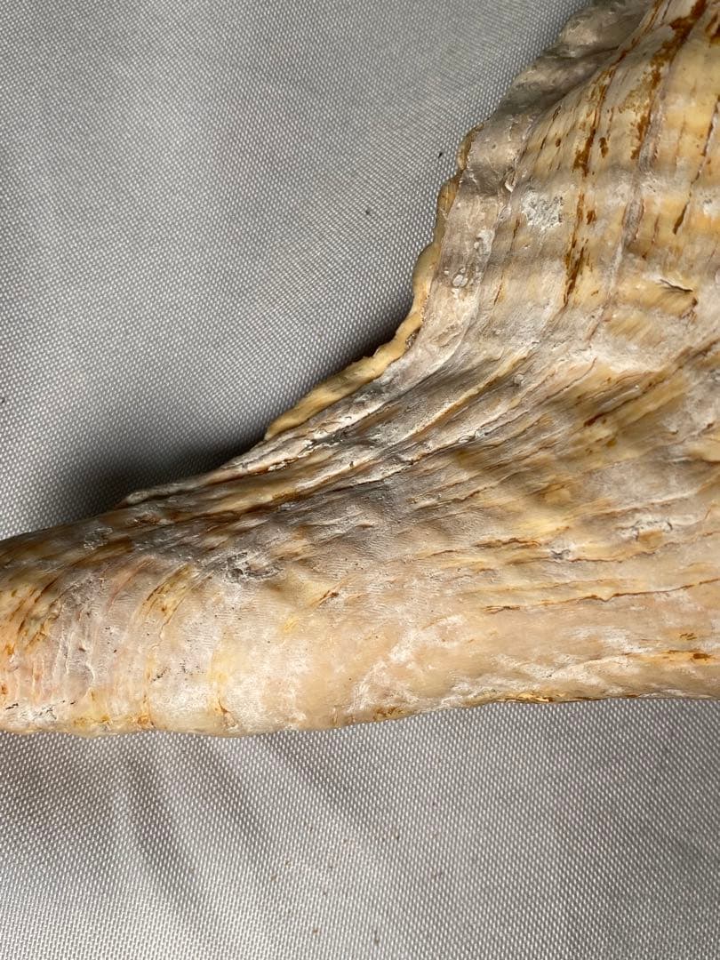 1427❣️ 特大法螺貝　ホラガイ　ダイオウイトマキボラ貝