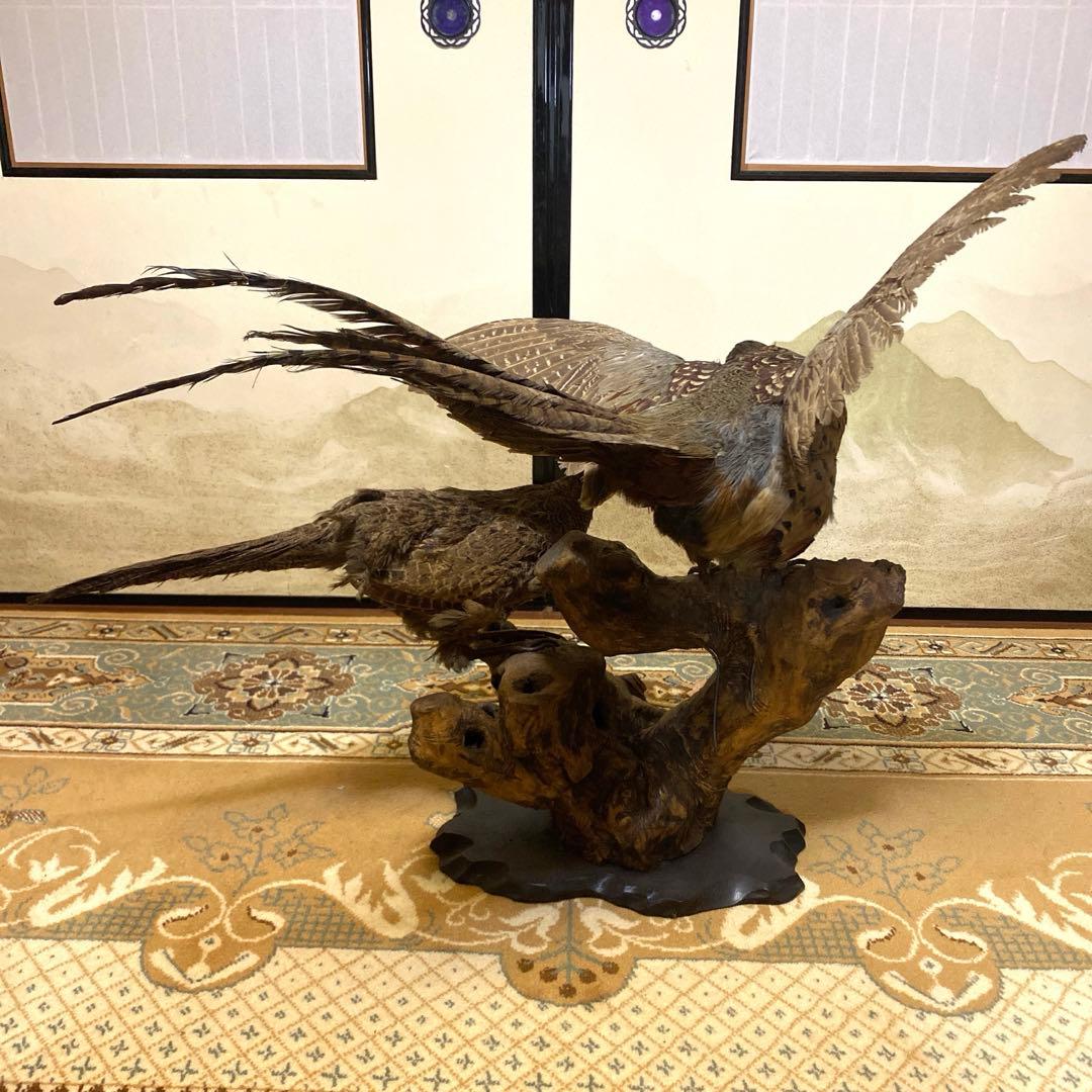 2匹の孔雀の剥製　昭和期制作　骨董