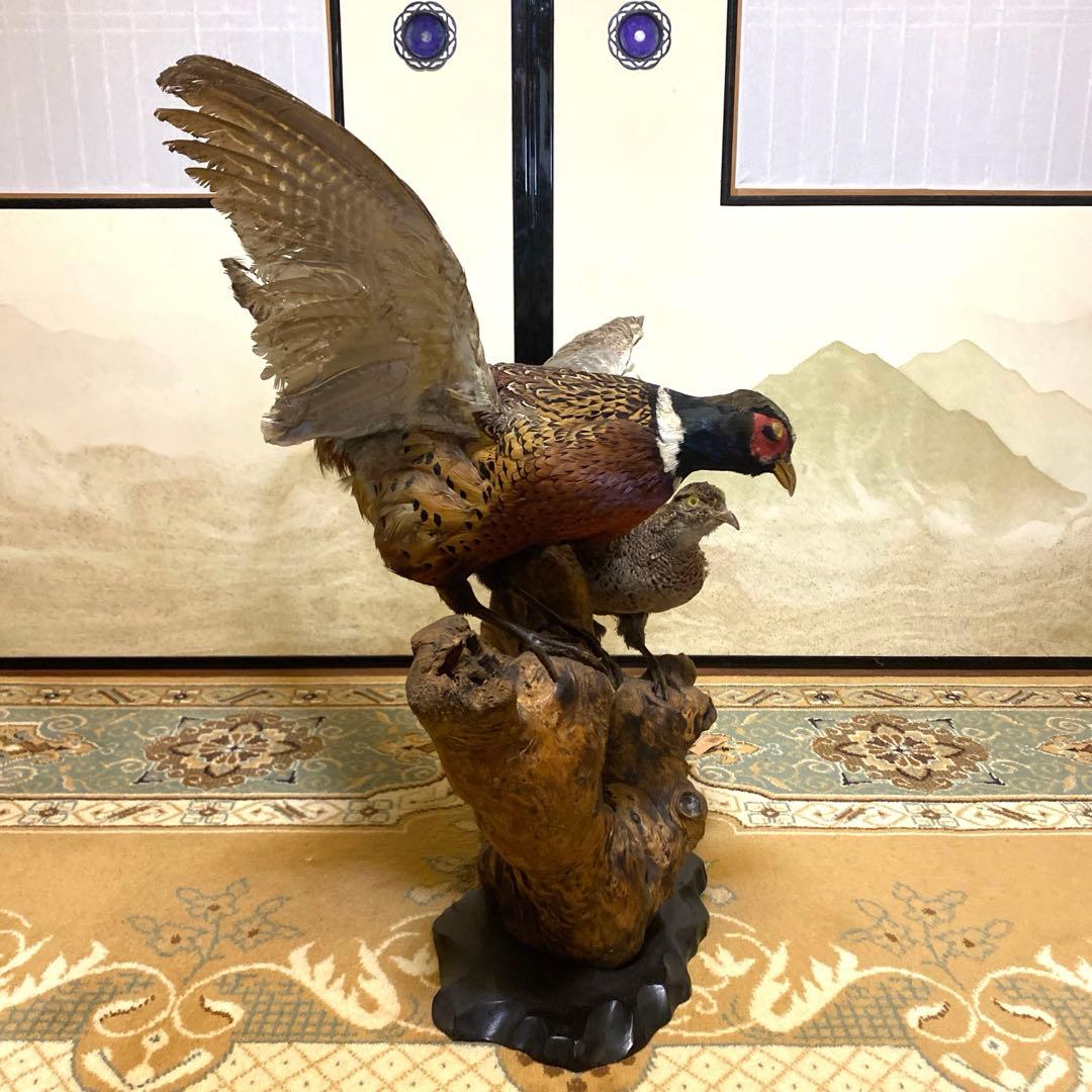 2匹の孔雀の剥製　昭和期制作　骨董