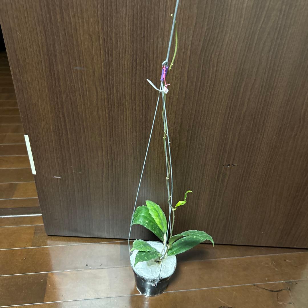 その他観葉植物 HOYA sp nong nooch