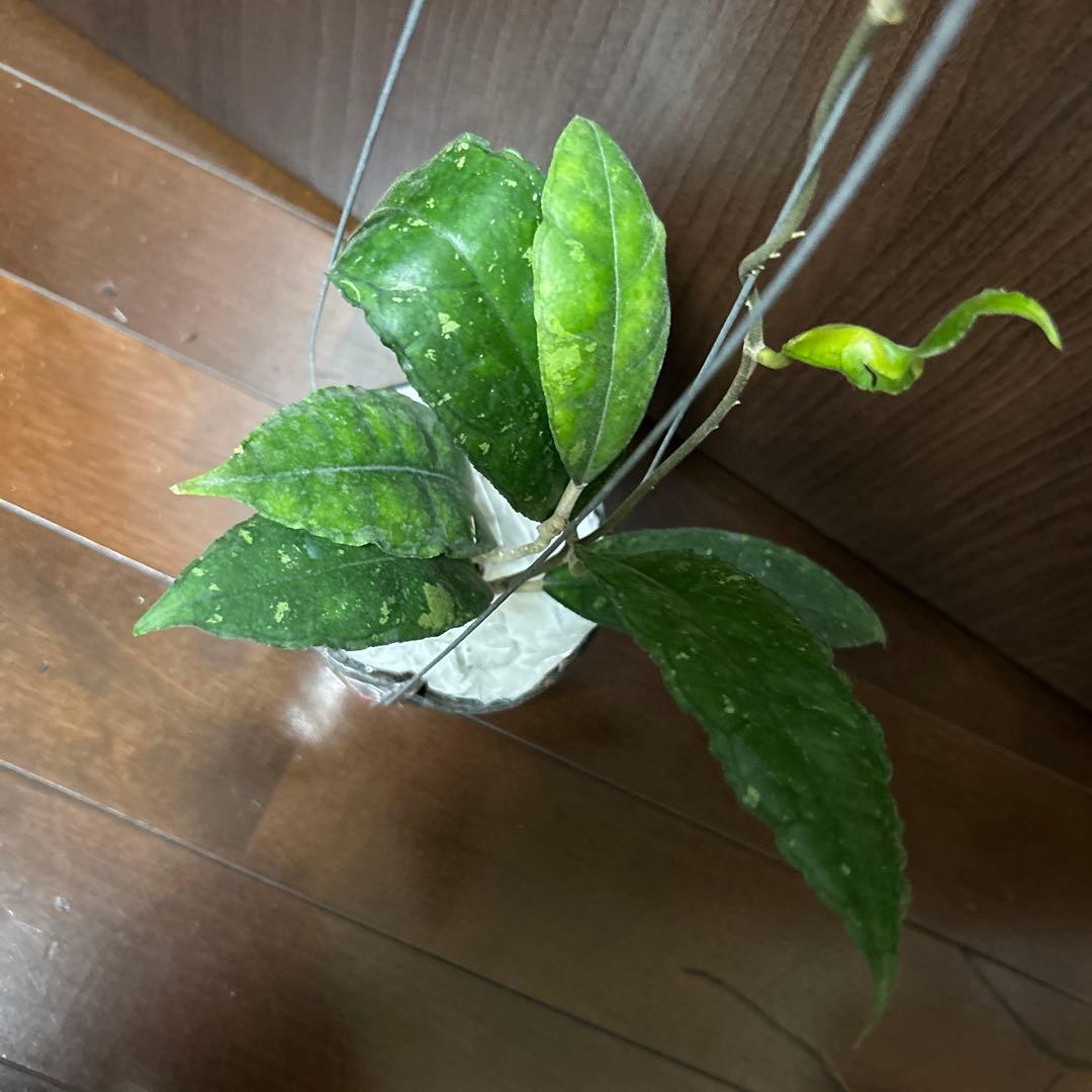 その他観葉植物 HOYA sp nong nooch