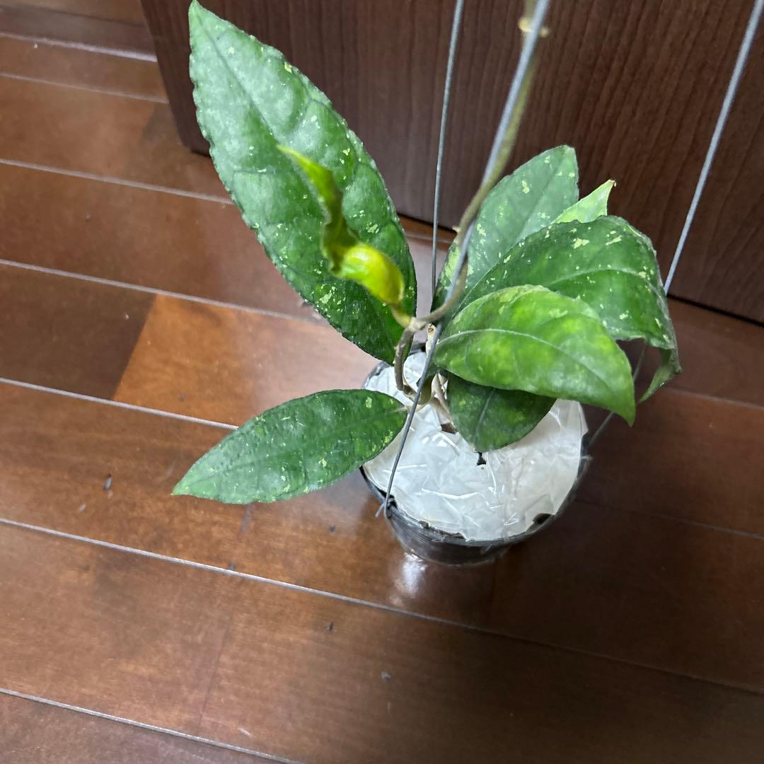 その他観葉植物 HOYA sp nong nooch