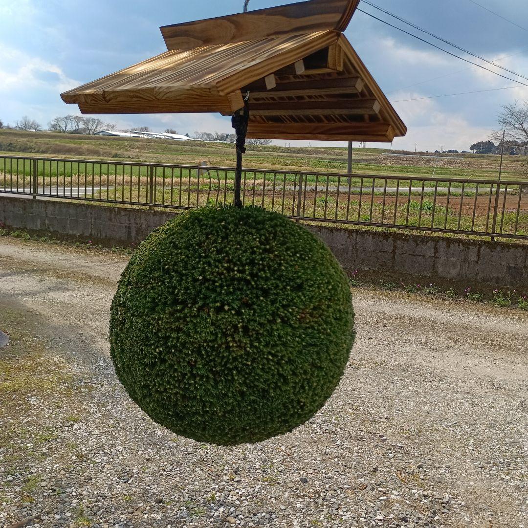 杉玉　直径約34ｃｍ　屋根付き