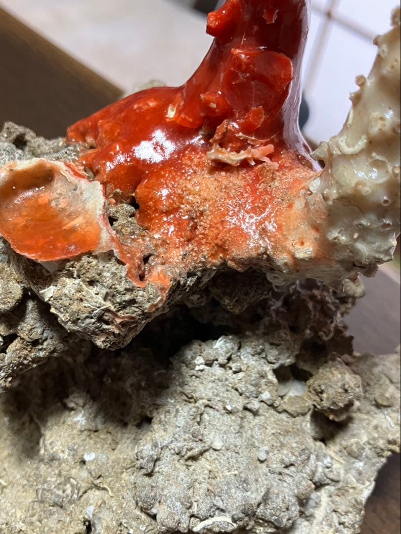 希少！＊血珊瑚＊天然 原木 サンゴ オブジェ 置物