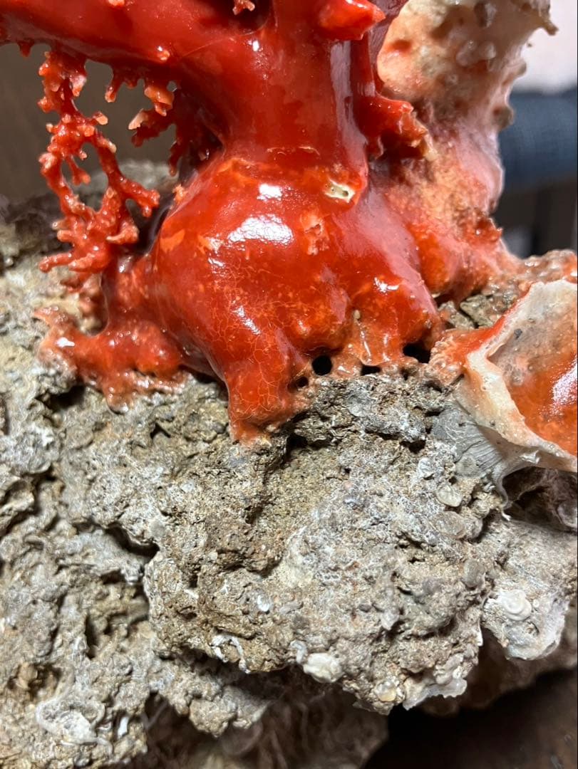 希少！＊血珊瑚＊天然 原木 サンゴ オブジェ 置物