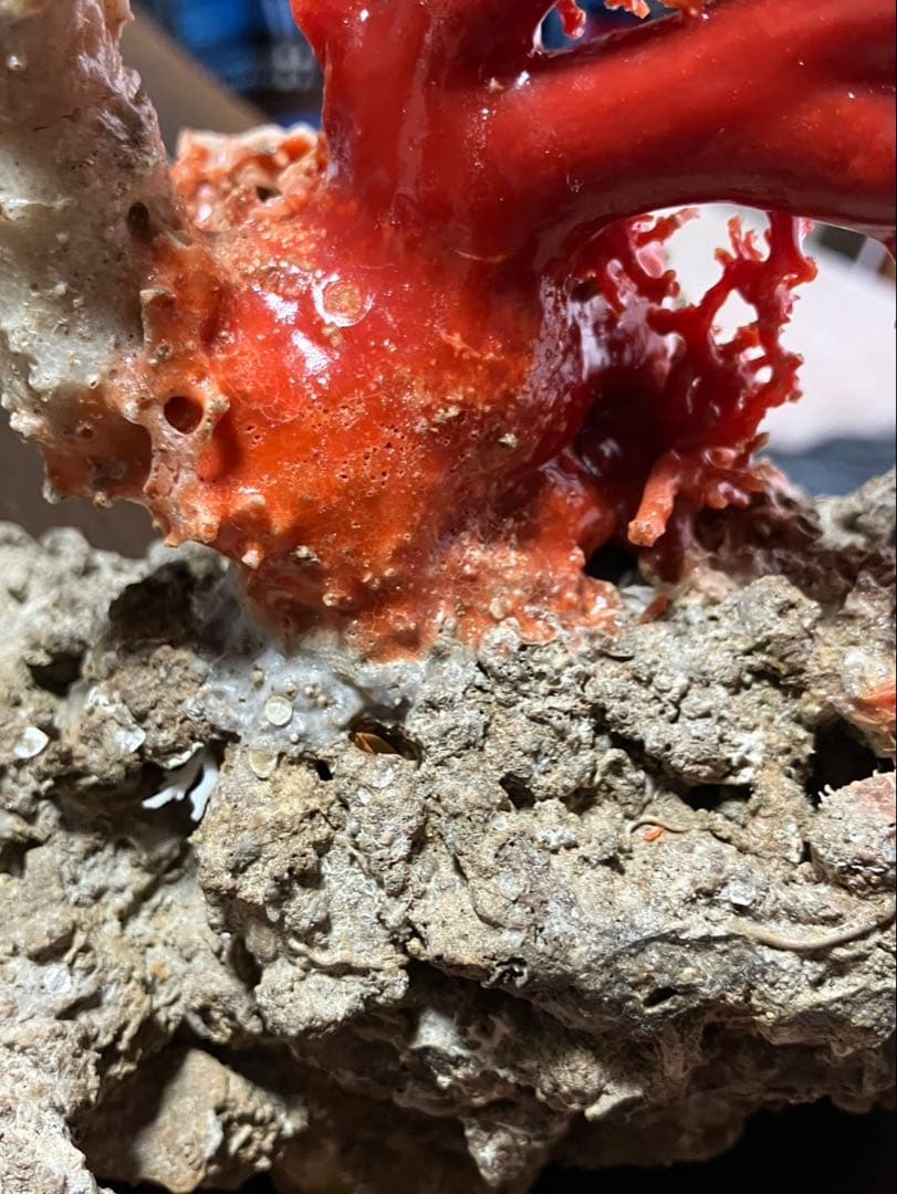 希少！＊血珊瑚＊天然 原木 サンゴ オブジェ 置物