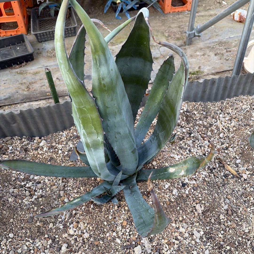 Agave shrevei ssp.magna アガベ シュリベイマグナ 中株c