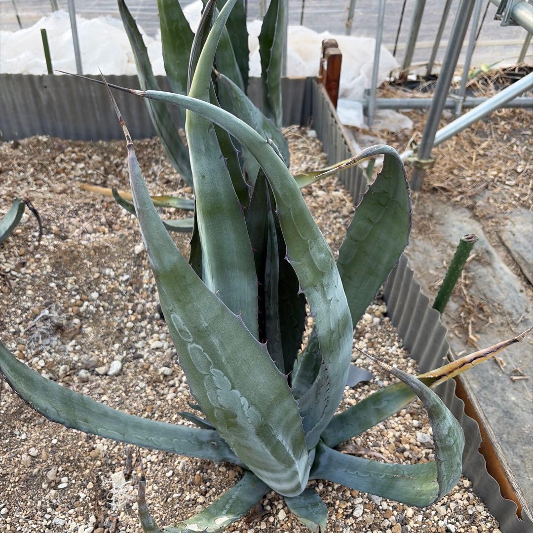 Agave shrevei ssp.magna アガベ シュリベイマグナ 中株c