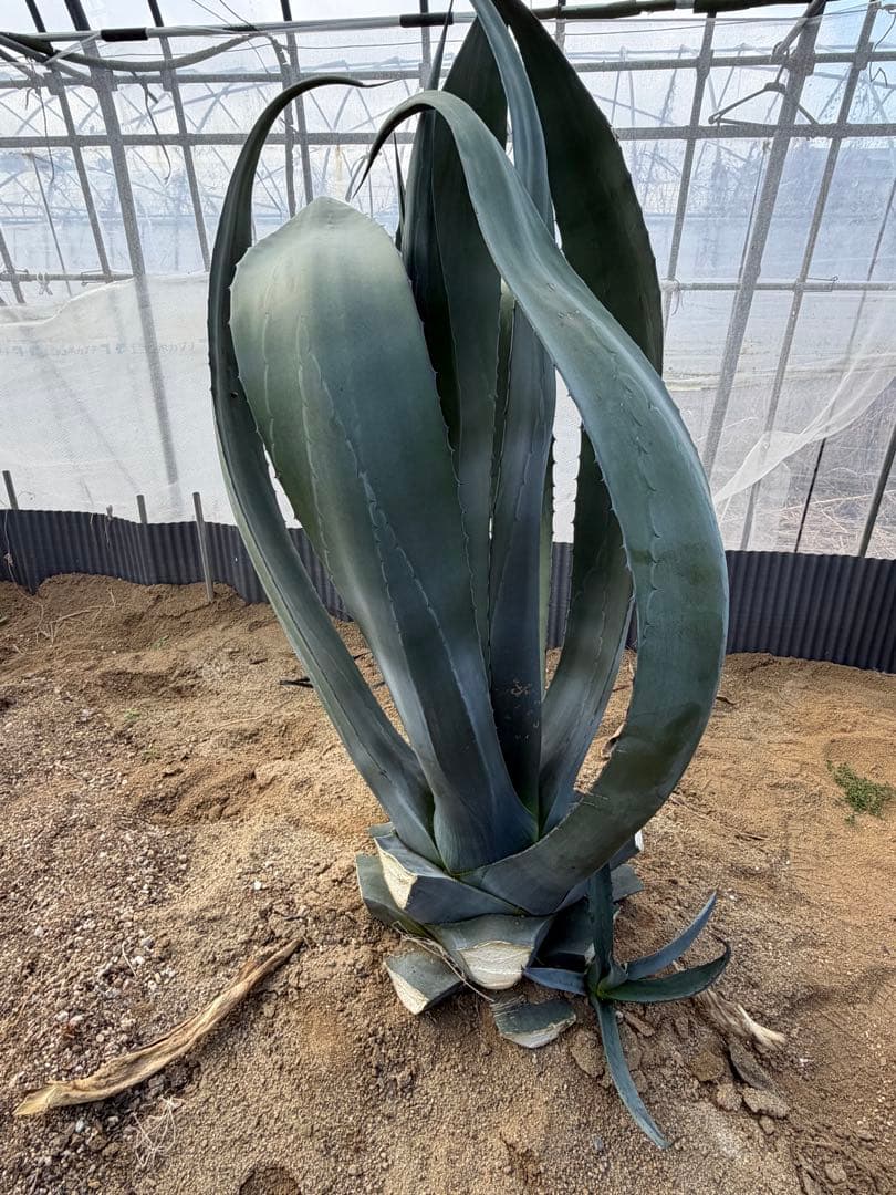 Agave shrevei ssp.magna アガベ シュリベイマグナ 中株c