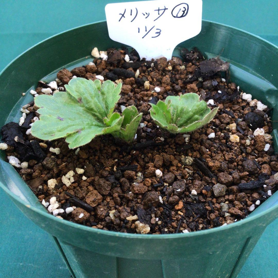 ラナンキュラスラックス　4鉢（ラベル添付）