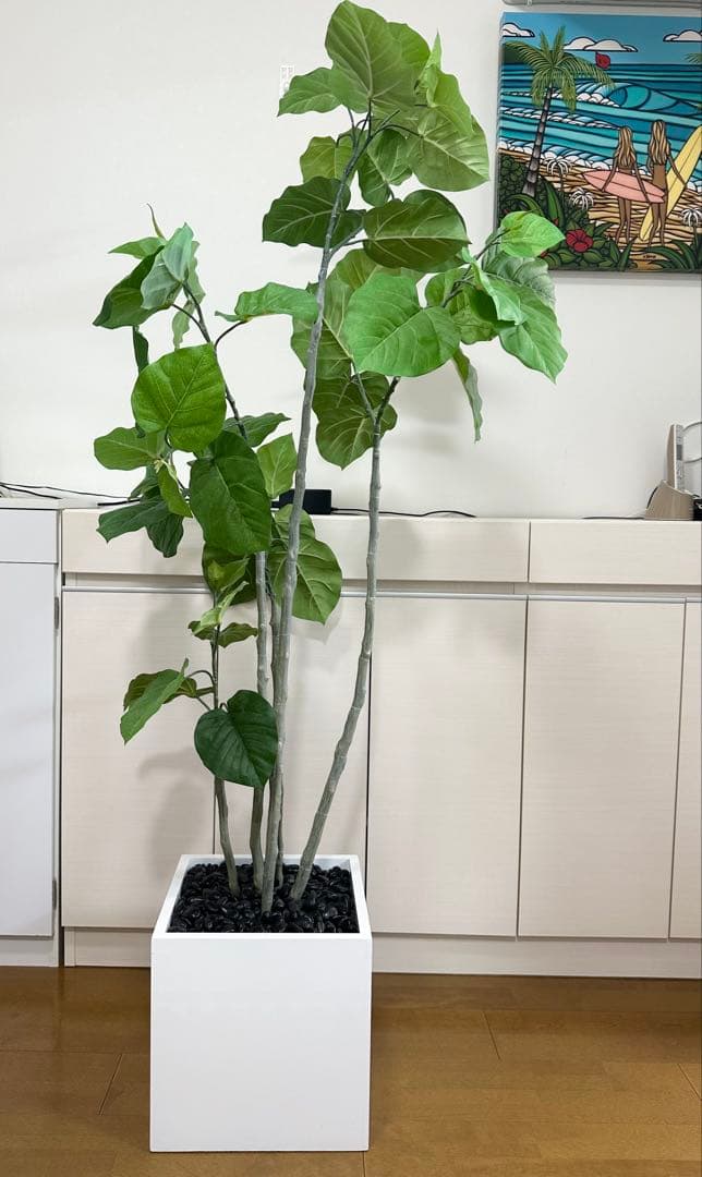 Peanut man エミリオロバ 観葉植物 ウンベラータ